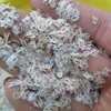 current year pao tong royal empress tree paulownia elongata seeds and roots for planting