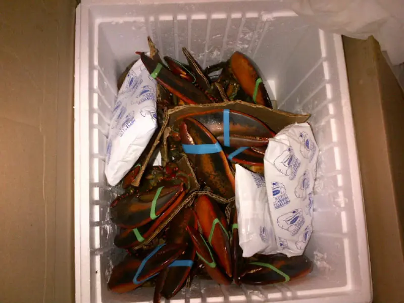 
live candian lobster 