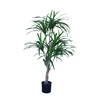 Two-bar rooted green horsetail spider plant 141 leaf 779