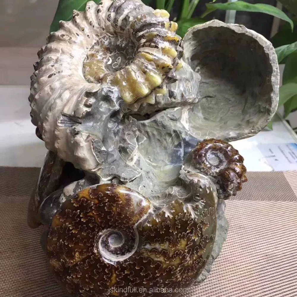 from nature s art of natural conch fossil stone tile prices for sale fossil coral stone specimen for decoration buy fossil stone prices natural fossil stone tile fossil coral stone product on alibaba com alibaba com