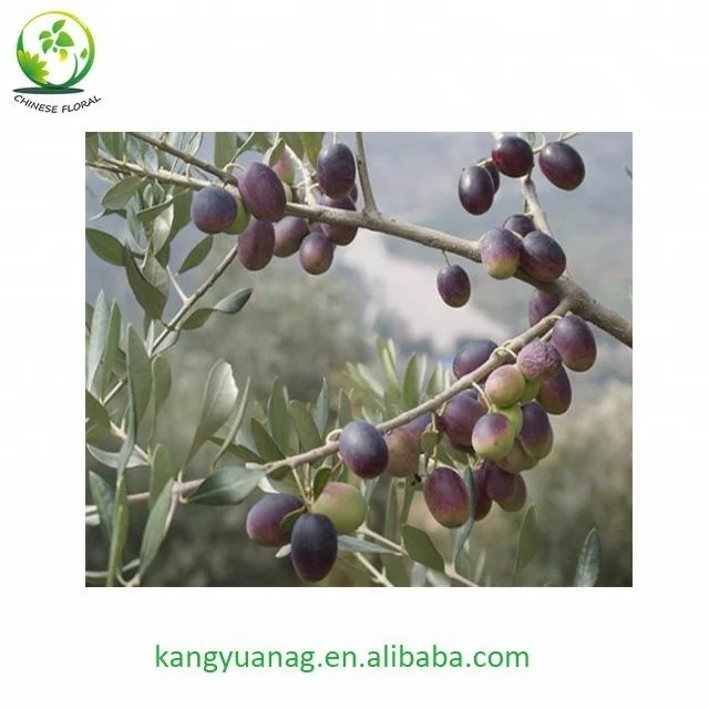 
European Olive seedling fruit trees plants 