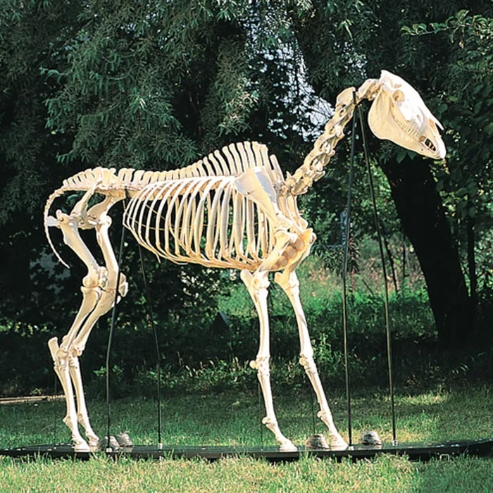 Wissenschaft exhibit leben größe pferd skeleton modell für verkauf