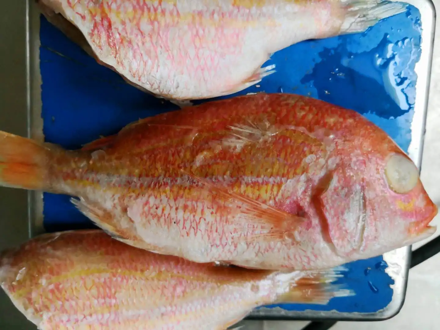 frozen red seabream snapper fish fillet