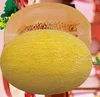 SM18 Jindi f1 hybrid hami melon seeds for planting, hybrid melon seeds