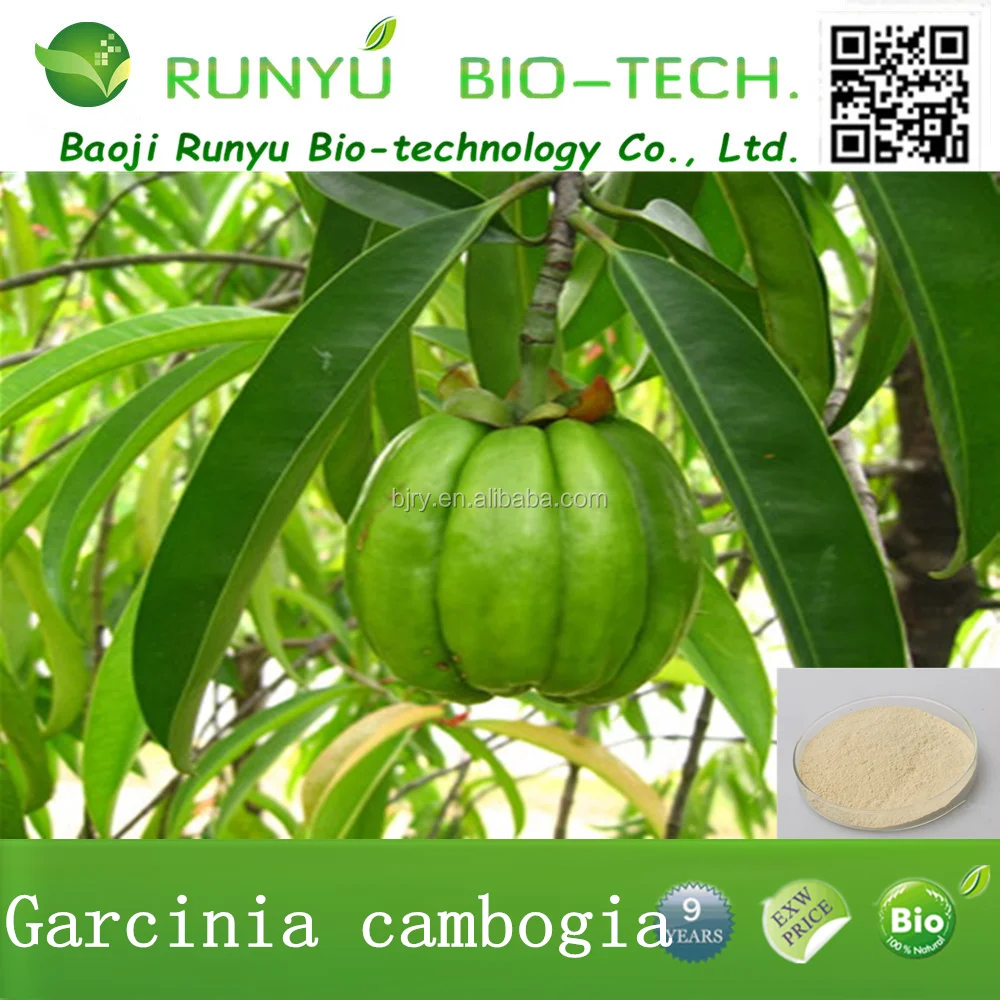 Green tea fat burner safety picture 7