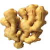 China export fresh Young Yellow ginger root dried good famer from cold room