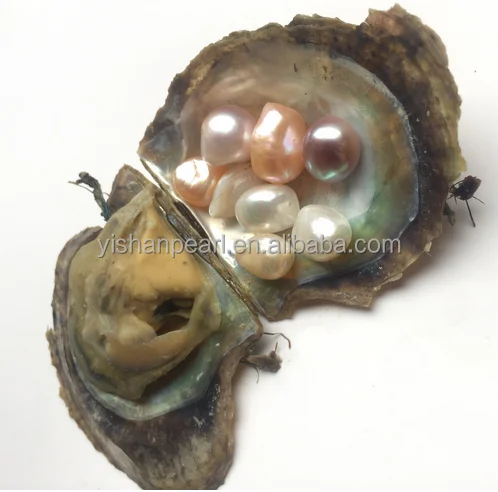 

8PCS 10-12mm Baroque pearls with nice color in akoya oyster wholesaler