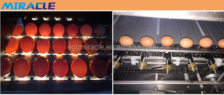 egg grader by weight.jpg