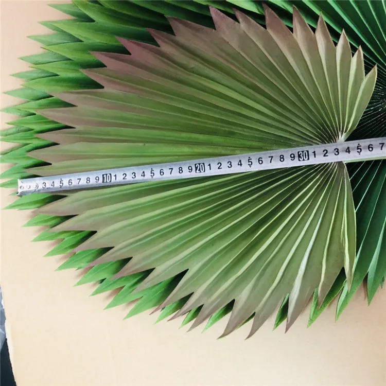 palm tree leaves (12).jpg