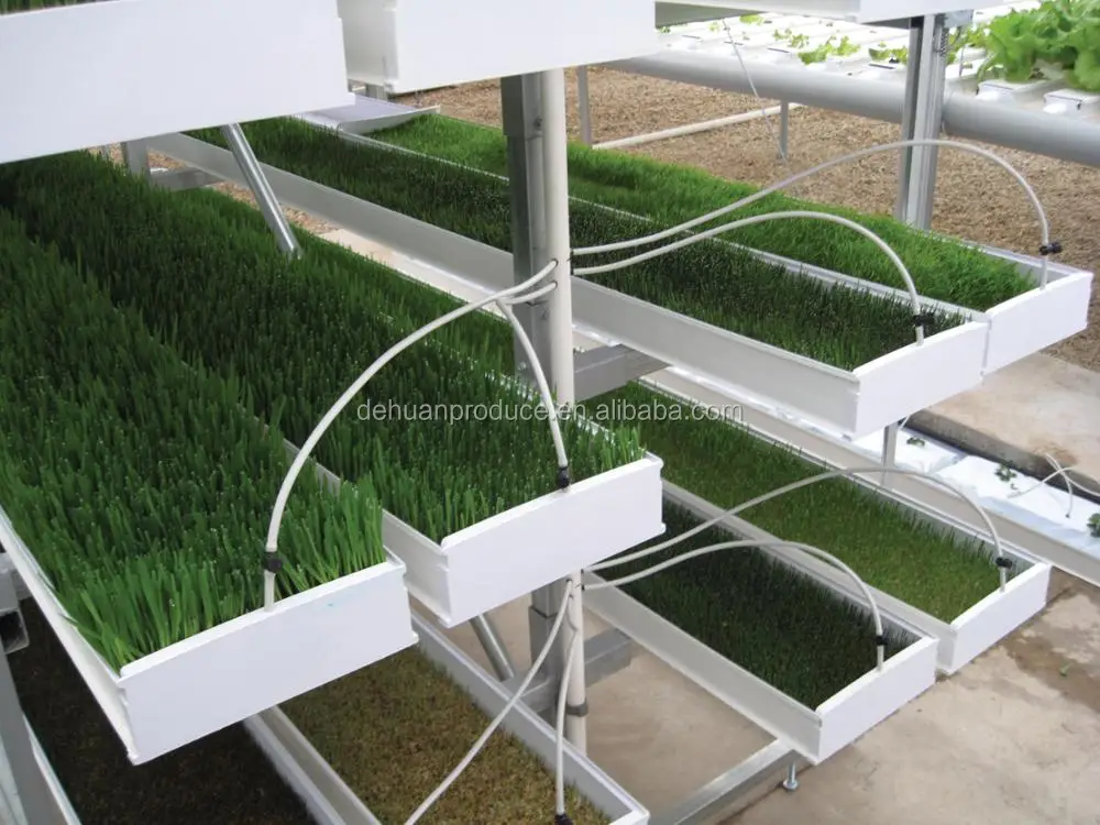 Growing Microgreen In Nft Hydroponic System - Buy Growing Microgreen ...