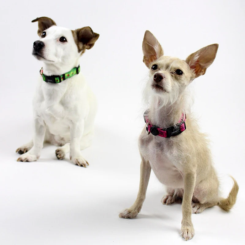 dog collar-qqpets (5).jpg