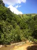 Quality Essential Cassia Oil from the Vietnam highland resources