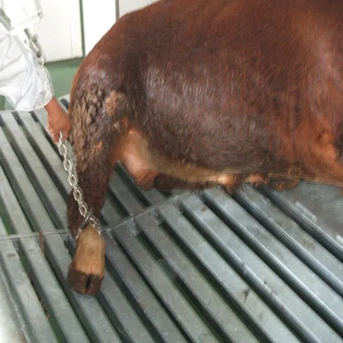 abattoir_meat_stainless_steel_hook_for_cattle_slaughter