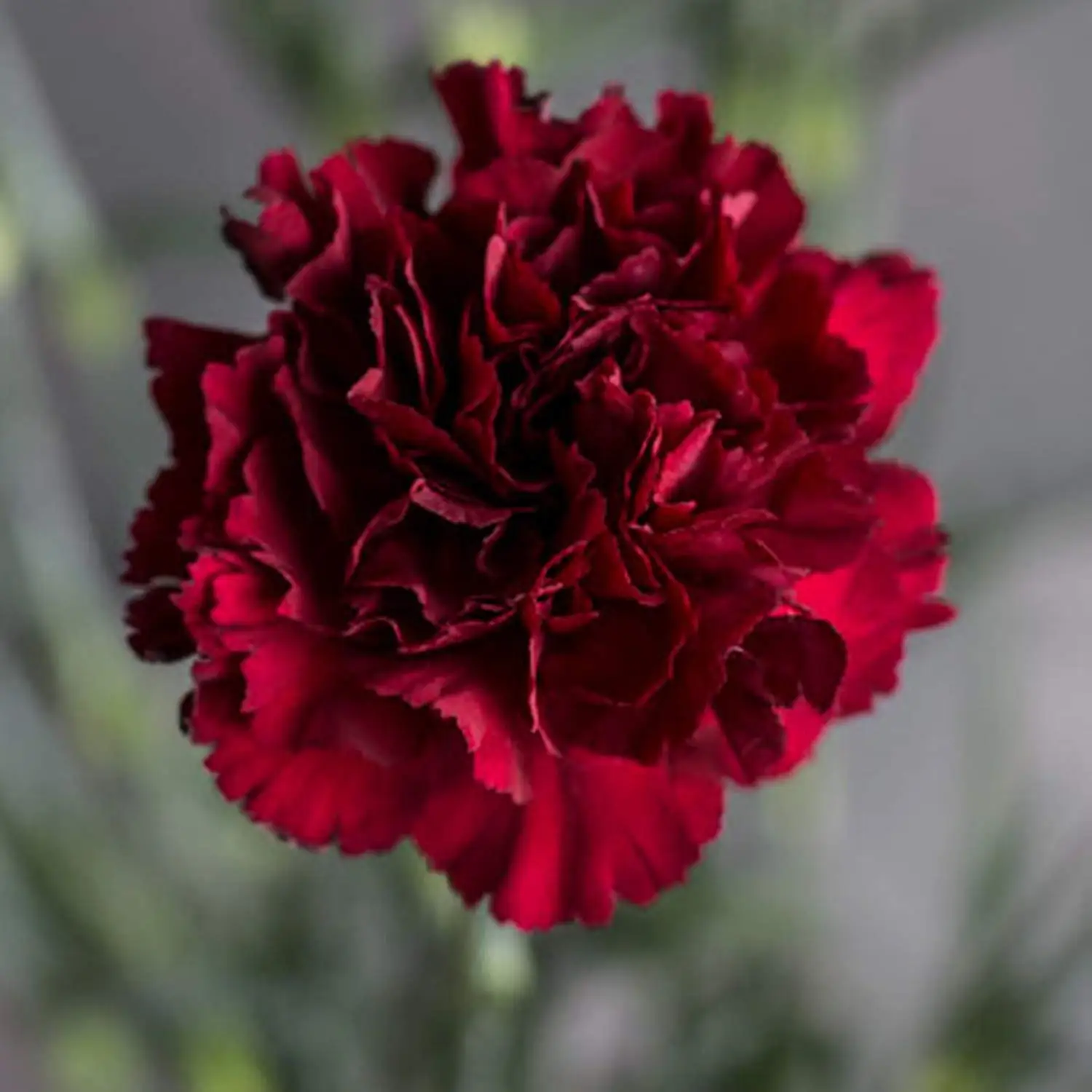 Buy Flower Seeds Red Carnation Clove Pink Bordo (Dianthus