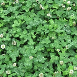 
freeze resistance Grass seed high quality Trifolium repens seeds Forage grass seeds 