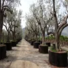 green grow factory directly sale Air Pruning for making variable size pots export to Mexico