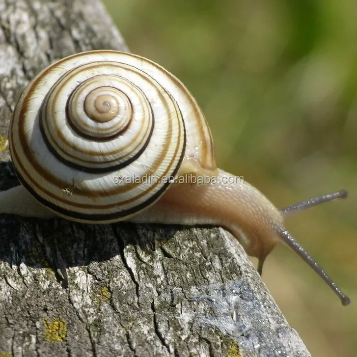Pure Natural Snail Slime Extract For Skin Care Buy Snail Slime