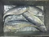 Fresh frozen dorado fish fillet
