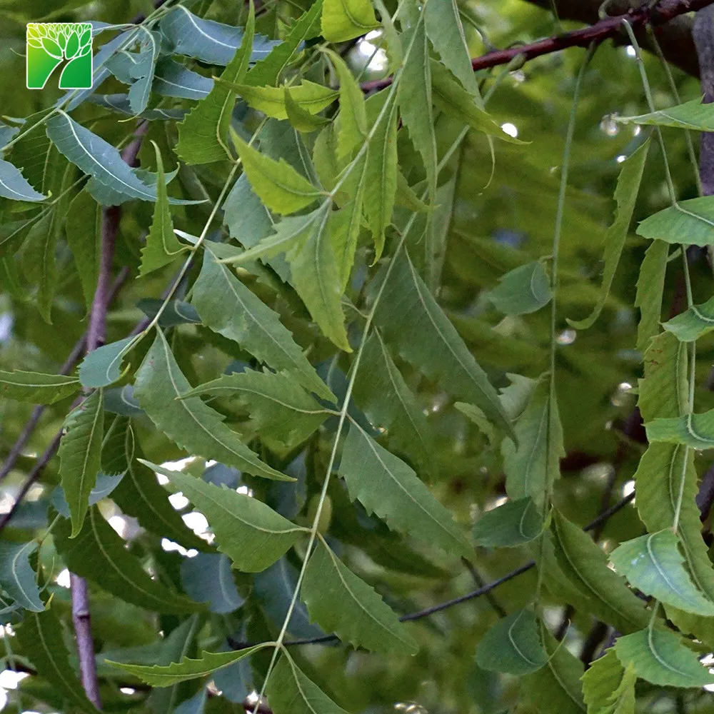 
Cheap wholesale 12-14inch height garden arbor plant Azadirachta indica Neem 