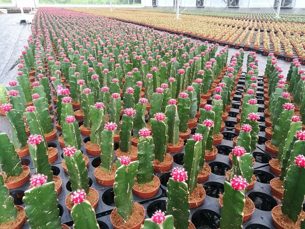 
nature plant wholesale golden barrel cactus 