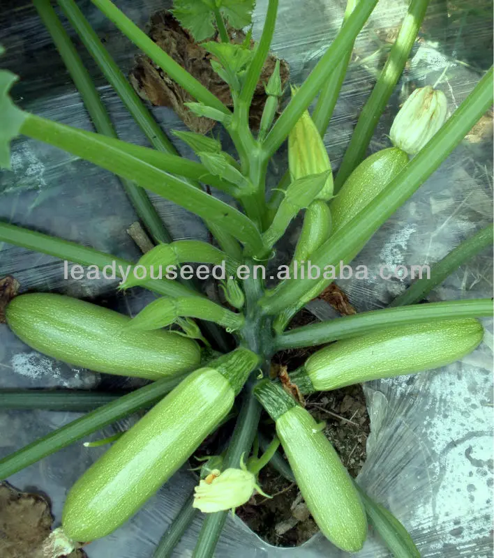 SQ10 Saiyu good quality f1 hybrid squash seeds, zucchini seeds in vegetable seeds, vegetable seeds, quality vegetable seeds, different types of seeds, lead you seed, china .jpg