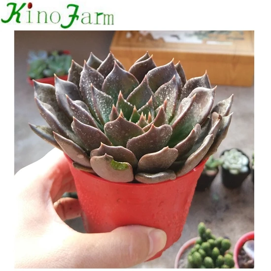 
Live Succulent Plant 