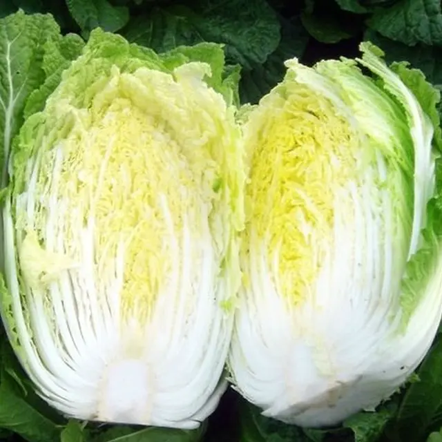 fresh chinese cabbage fresh vegetables