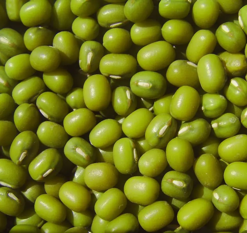 green mung beans1