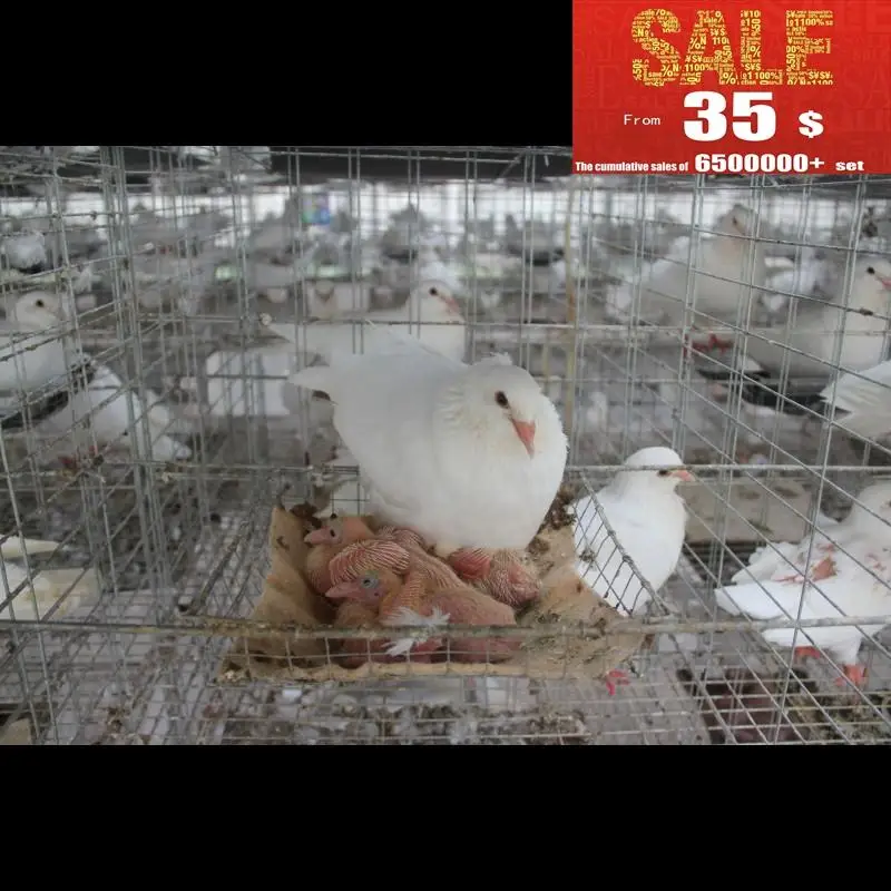 Galvanized Collapsible Pigeon Cage Trapping Single Door Buy Single Door Pigeon Cage Trap Single Door Pigeon Cage Trap Pigeon Cage For Sale Product