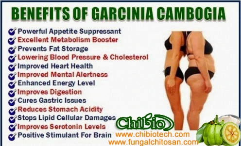 100% Manufacturer Pure Garcinia Cambogia  Extract Powder for Weight-loss Lower Appetite Cholesterol