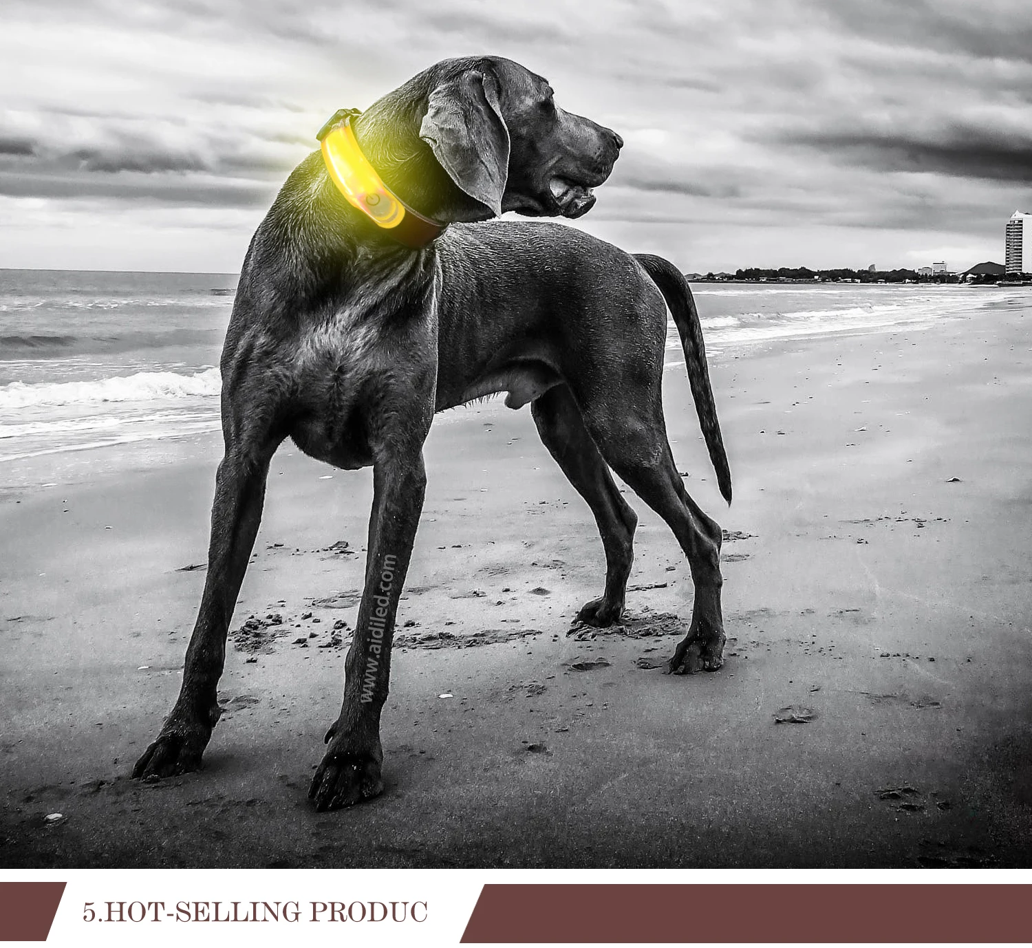 Cheap Night Reflective Safety Pet Training LED Dog Collar