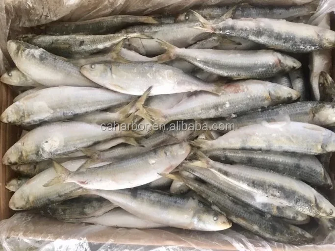 All Types of Sardine Fish For Sale