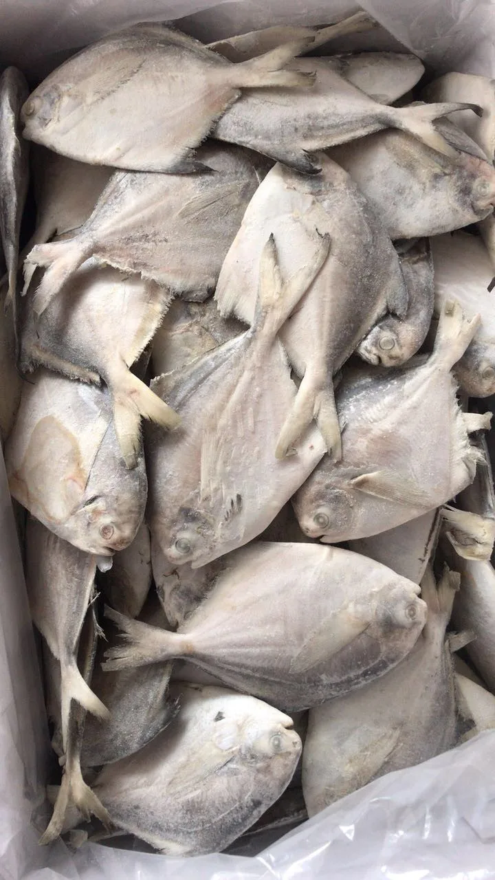frozen grey mullet fish iqf 800-1000g