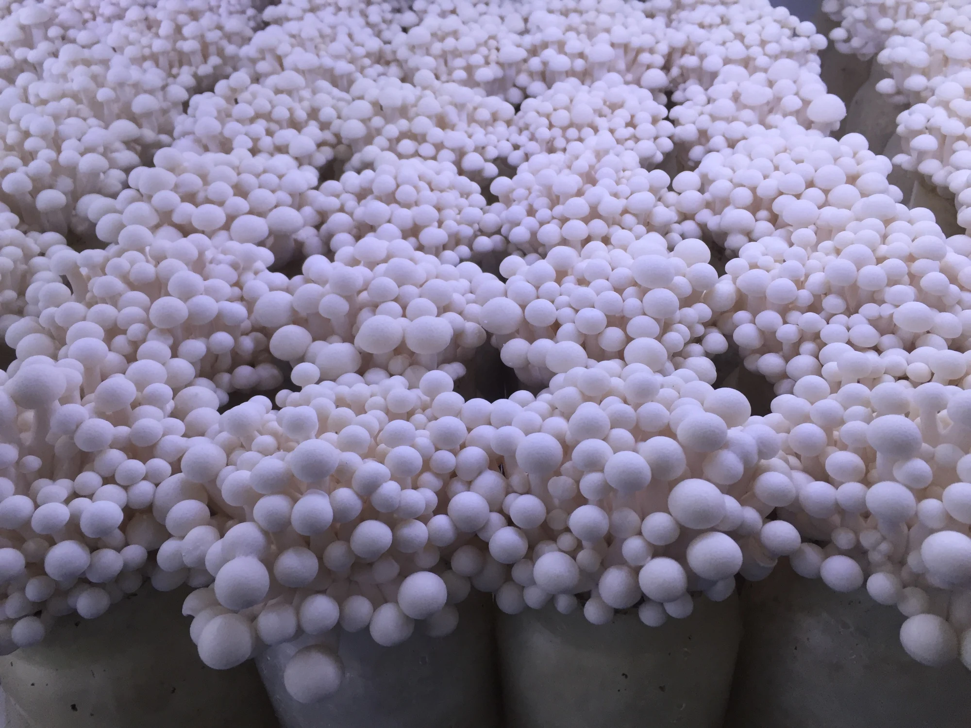 Detan Fresh White Shimeji Mushroom Price Buy Mushroom Price,Mushroom