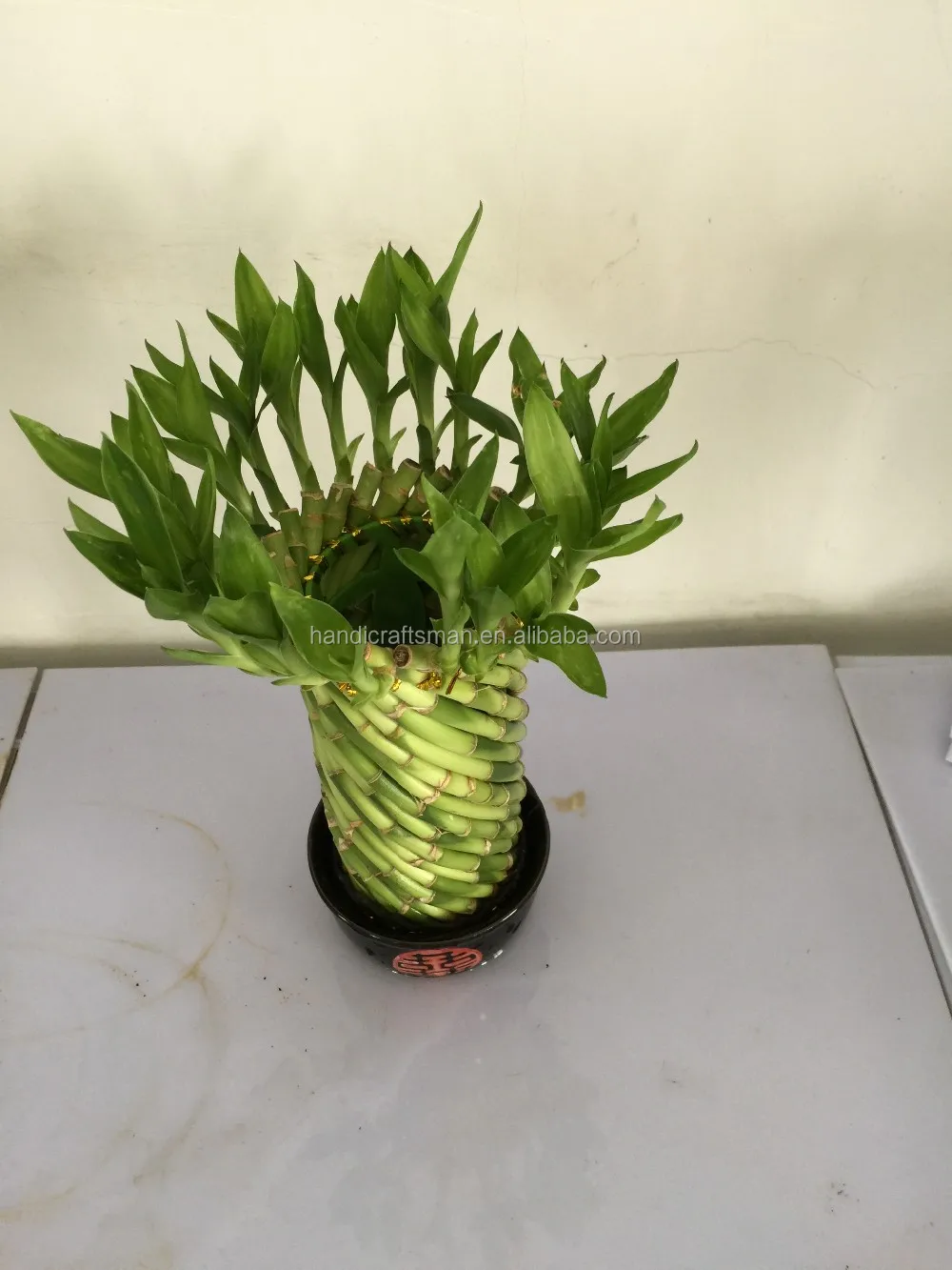 
Farm price dracaena sanderiana indoor live aquatic potted plants Chinese Fengshui wheel lucky bamboo 