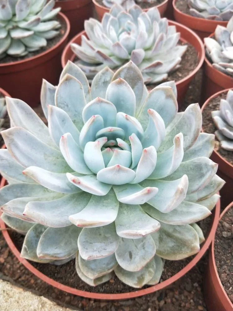 
Gardening flower shape mini succulent plants live succulent plants 