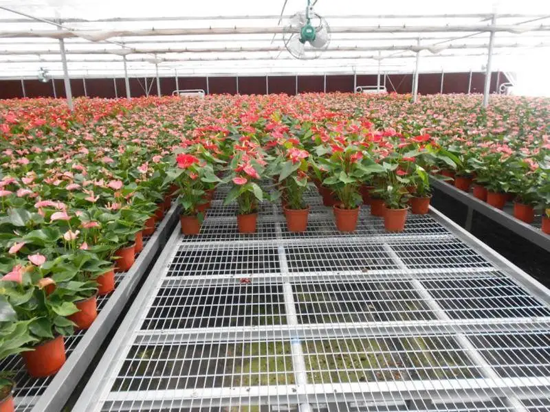 glass greenhouse.jpg