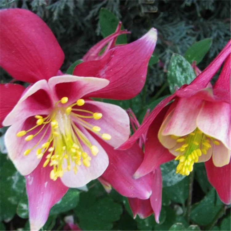 Landscape Flower Columbine Seeds/aquilegia Seeds For