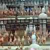 Chicken slaughtering production line chicken killing machine