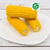High quality hot sell IQF frozen sweet corn cob whole kernels