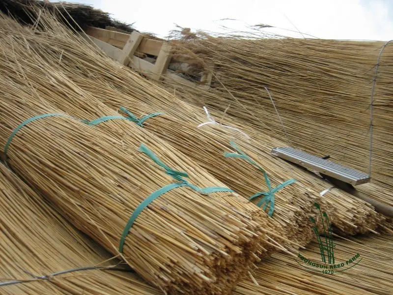 Water Reed Grass For Roof Thatching Buy Water Reed Grass,Thatching