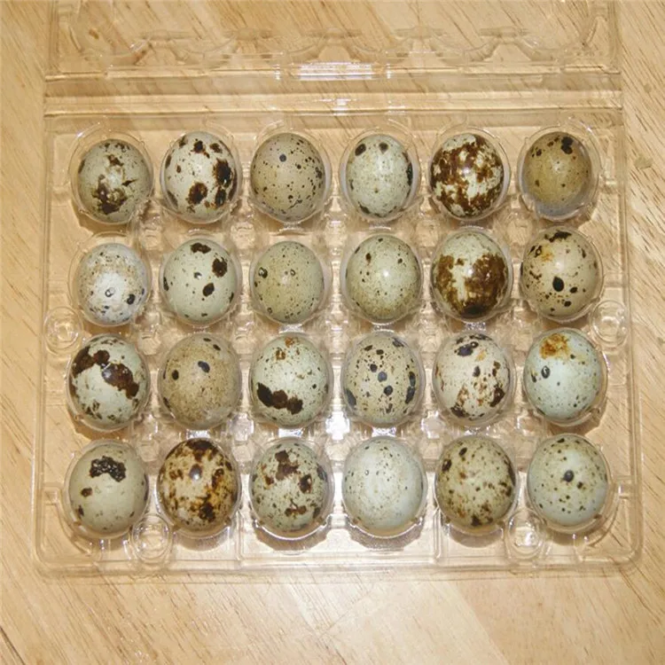 Plastic Coturnix Quail Egg Tray Packages - Buy Quail Egg Packages,Quial ...