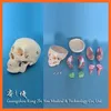R050114 Human Bone System Medical Anatomical Skull Skeleton Model