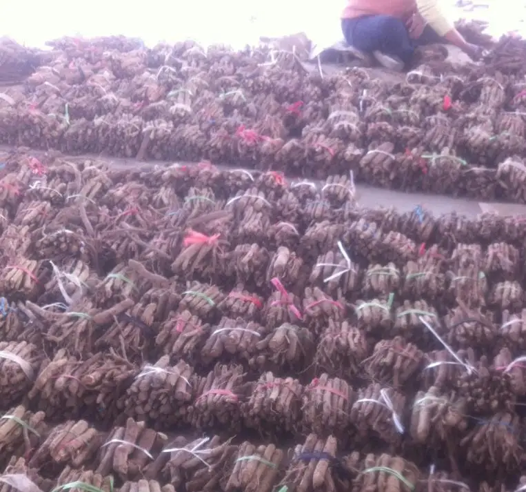 paulownia roots cuttings.jpg