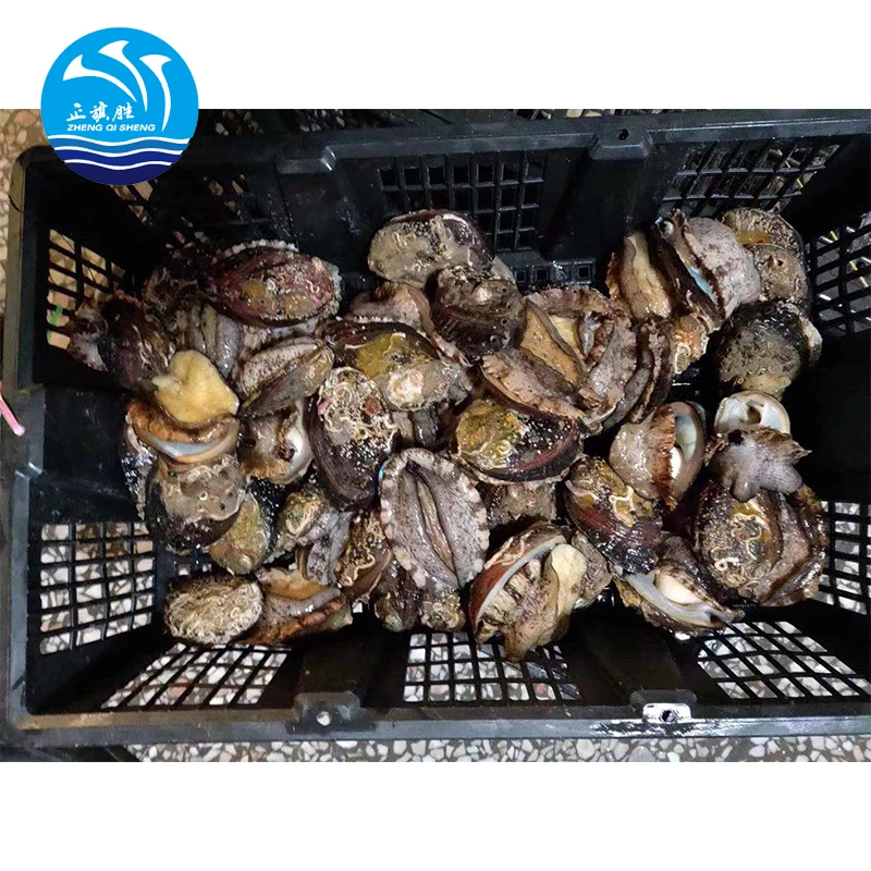 
frozen IQF abalone 