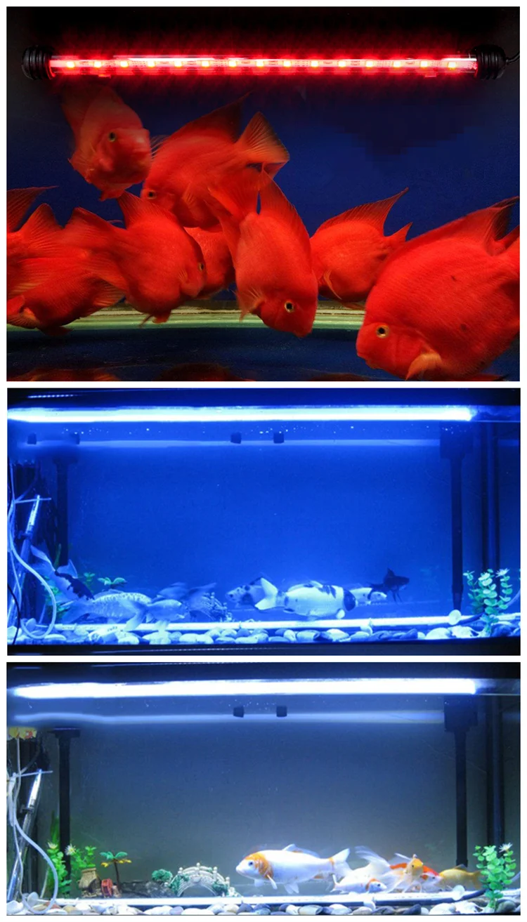 aquarium fish tank blue