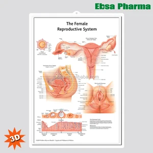 Female Reproductive Anatomy Chart