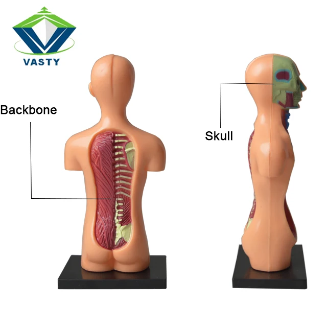 human body anatomy model toy