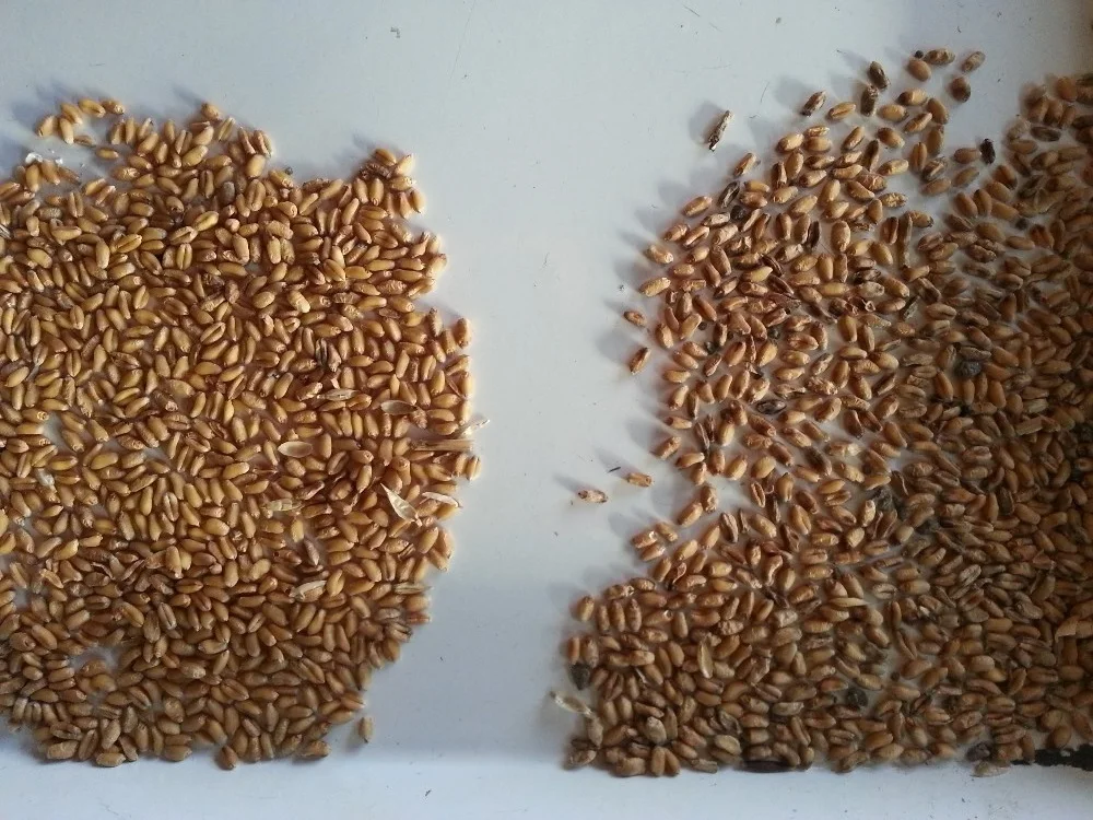 cr2 color sorter ii cotton seed sorter by colors with ccd camera