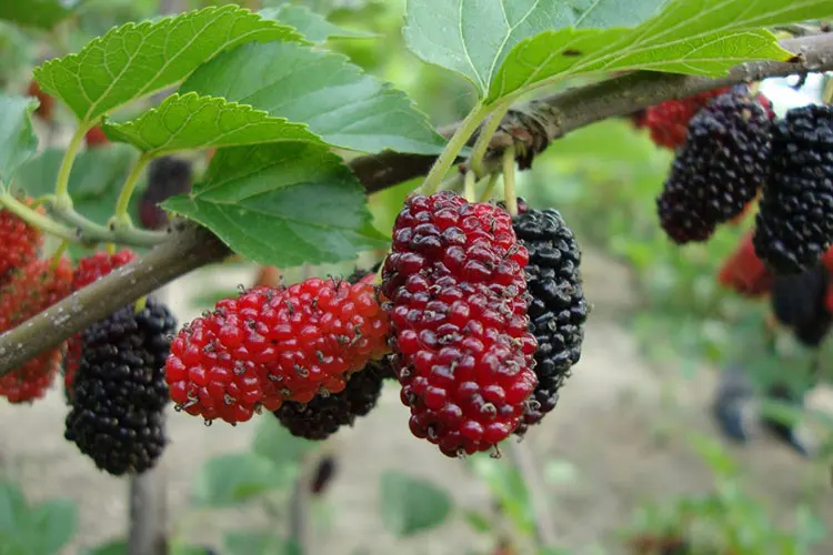 mulberry fruit tree mulberry seeds for growing
